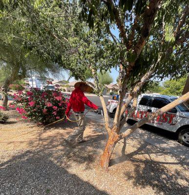 Pirate Pest and Termite Control