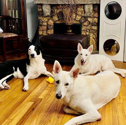 Our babies Frida, Astro, Xicana