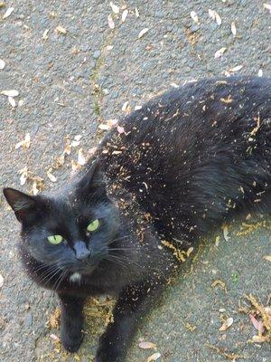 Love Your Pets Animal Care