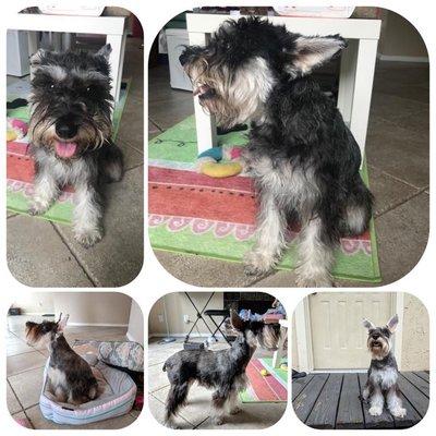 A Magic Mobile Dog Groomer