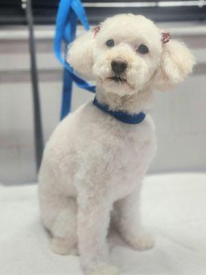 Glamour Pets Boarding Salon