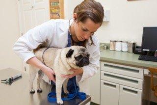 Lexington Animal Hospital