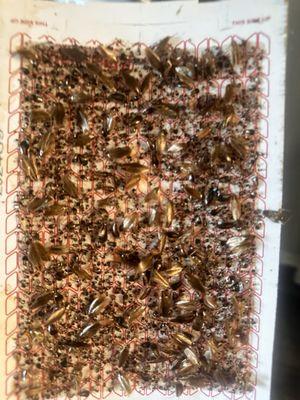 here is just ONE bug trap in my home