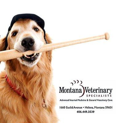 Montana Veterinary Specialists