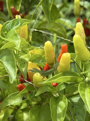 Hawaiian chili peppers (fresh or dried)