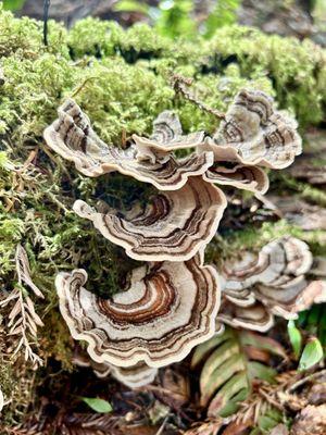 Redwood National & State Parks