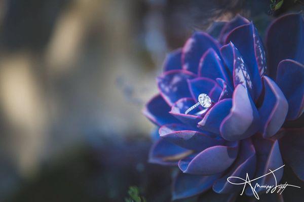 Amazing Light Studios