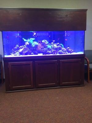 Pretty fish tank very calming