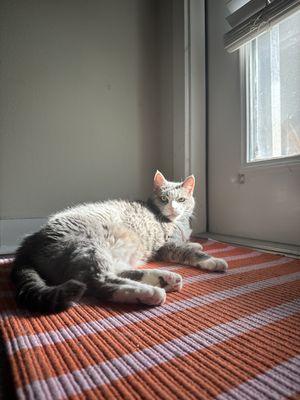 Pflugerville Animal Shelter