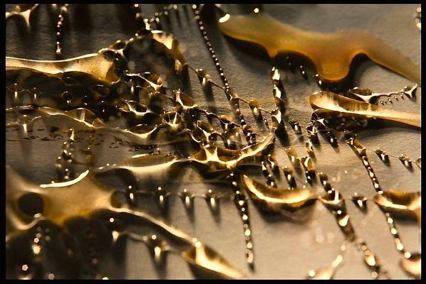 Wild Honey Social Club