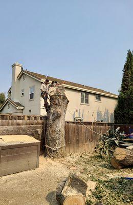 Bloom and Lawn Landscape