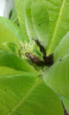 Ecoguard Pest & Turf