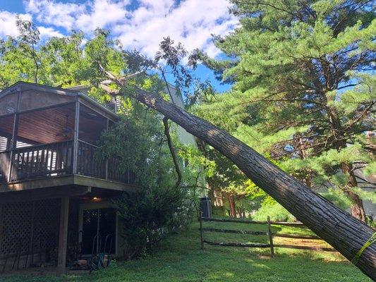 First pic of the locust leaning on the corner of my house, 1 July 2024. You only see half the tree. The other half is on the roof.