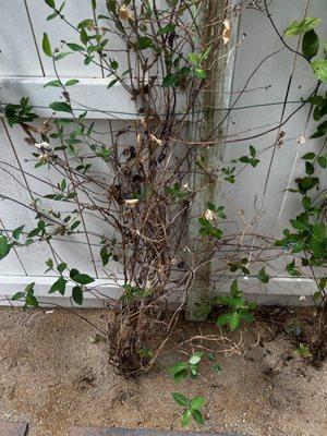 Reno Green Landscaping