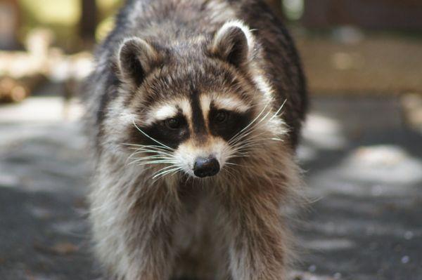 Out Right Wildlife Solutions