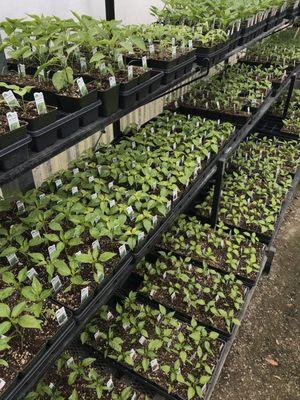 Large selection of vegetables starts in spring from beans to zucchinis.