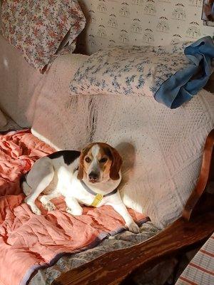 Mohawk Valley Veterinary Services