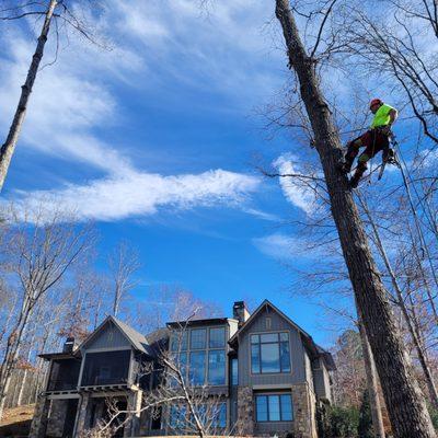 Clark Tree Experts