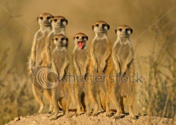 Advantage Biz Equipment