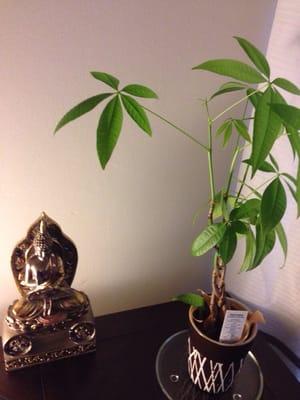 Jax Holistic Medicine