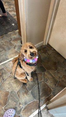 Happy Tails Pet Spa