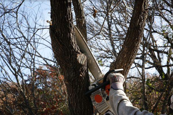 Aguilar Tree Service