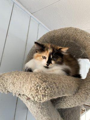 Paw Parent Animal Sanctuary