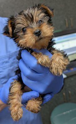 Alamo Dog & Cat Hospital