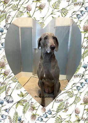 Clary Cuts Kennel and Grooming