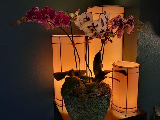 Kawamoto Orchid Nursery