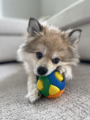 Togs For Dogs & Cats Too