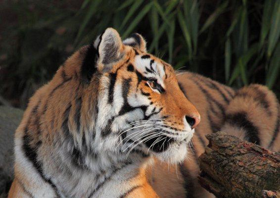 Tiger Oregon zoo
