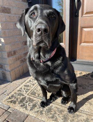 saber wearing the USA flag collar