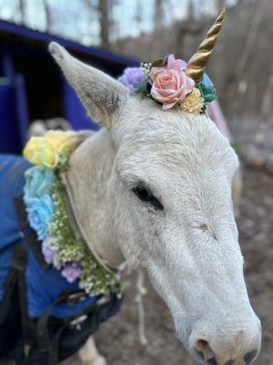 Magical Mountain Resorts