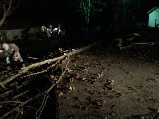 Live Edge Tree Removal