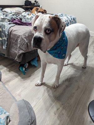 Loki says 4 paws up!