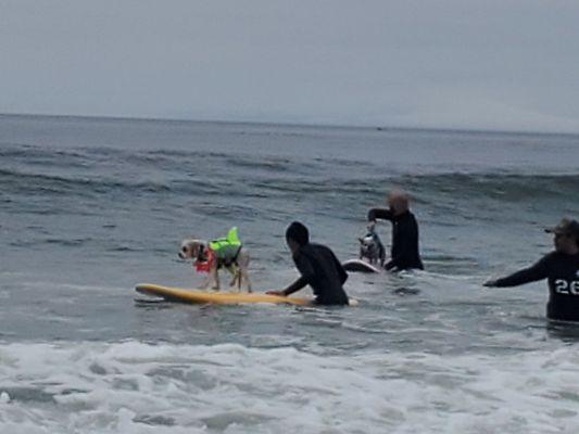 Dog surfing