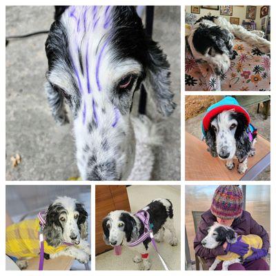 Valley Veterinary Hospital