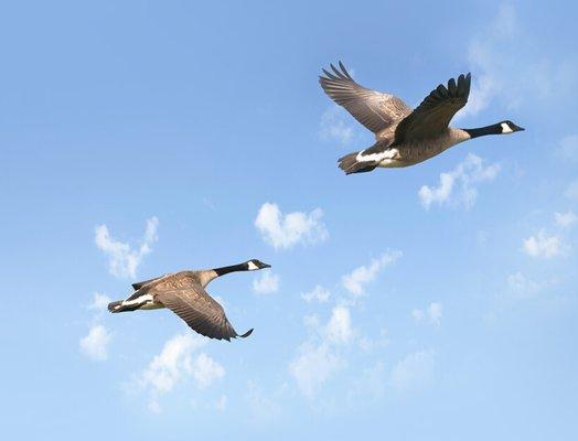 Flying Geese. Welcome to the flock!