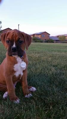 Nice neighborhood park. Tennis court, basketball courts and a small skateboard area.