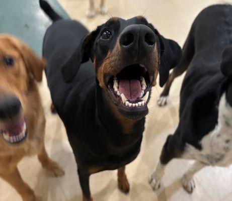 Harley and friends at Pooch Palace!