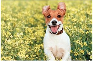 Paw Patch Animal Hospital