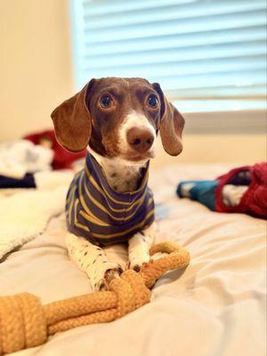 East Valley Veterinary Clinic