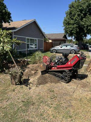 Everardo's Tree Care