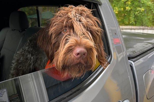 One of our happy fur customers. Complimentary dog treat including a pup cup