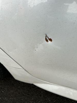 KW Auto Body - Ala moana