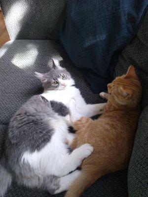 Winchester Area SPCA