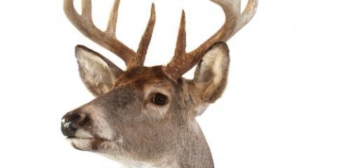 Mike's Taxidermy of Southern Ohio