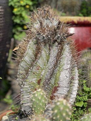 Navarros Mixed Nursery