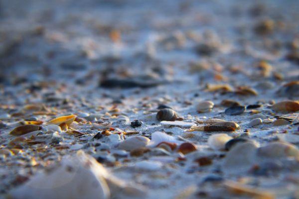 Blue Heron Photography